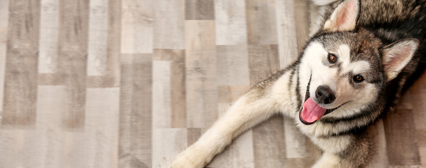Dog Names That Start With Gh Popular Male And Female Names Wag 